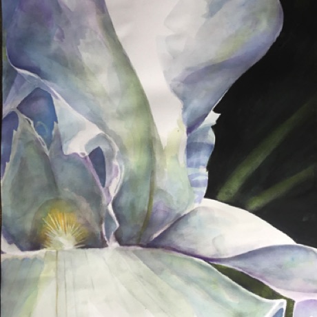 White Iris
30x22 White Iris
30x22